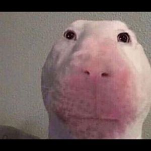 Meet your Posher, Aidan